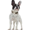 Hundhalsband Hunting Alu-Strong Brun