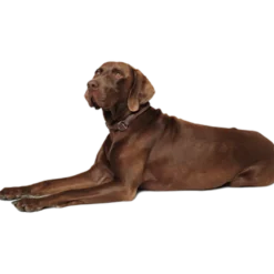 Hundhalsband Round & Soft Brun