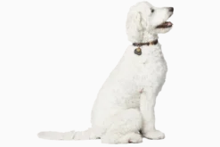 Hundhalsband Sansibar Cognac