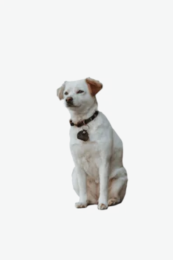Hundhalsband Sansibar Mörkbrun