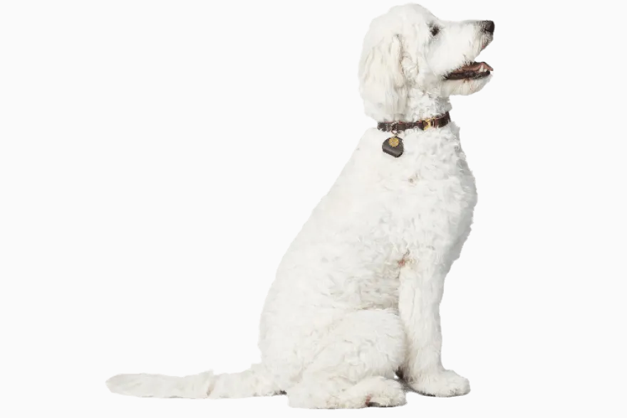 Hundhalsband Sansibar Mörkbrun
