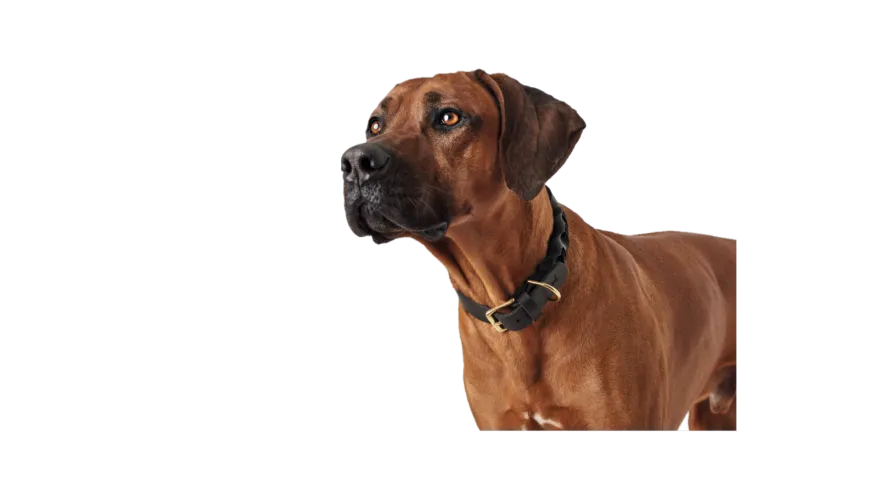 Hundhalsband Sansibar Solid Cow Leather Mörkbrun