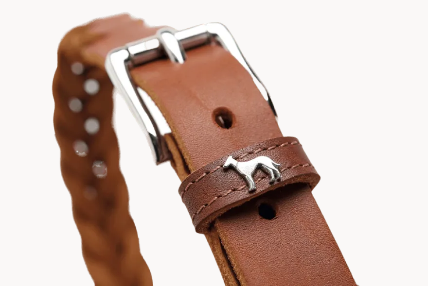 Hundhalsband Solid Education Special Mörkbrun