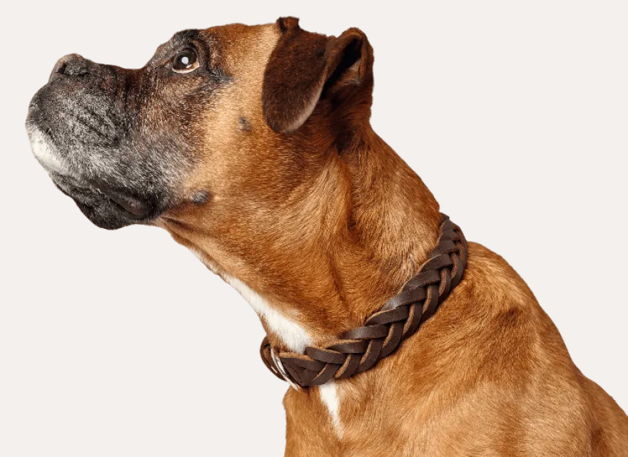 Hundhalsband Solid Education Special Mörkbrun