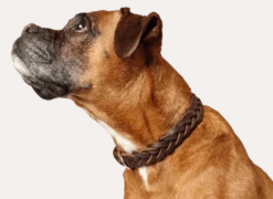 Hundhalsband Solid Education Special Cognac