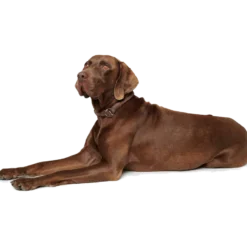 Hundhalsband Ställbart Round & Soft Halvstryp Brun