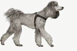 Hundsele Dimaro Cognac