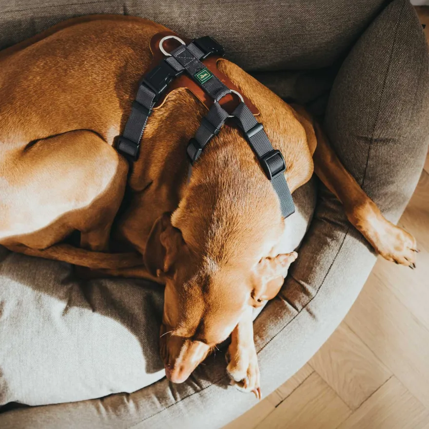 Hundsele Mixed Aalborg Cognac