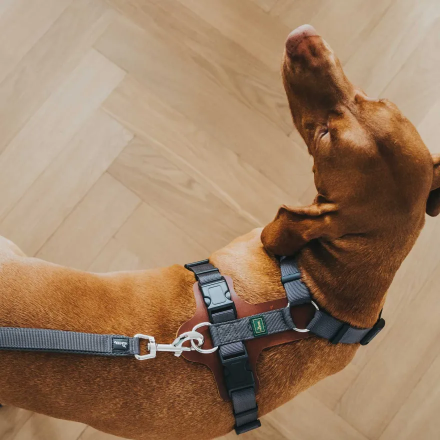 Hundsele Mixed Aalborg Cognac