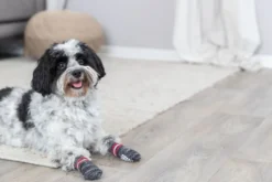 Hundsockar 2-pack non-slip
