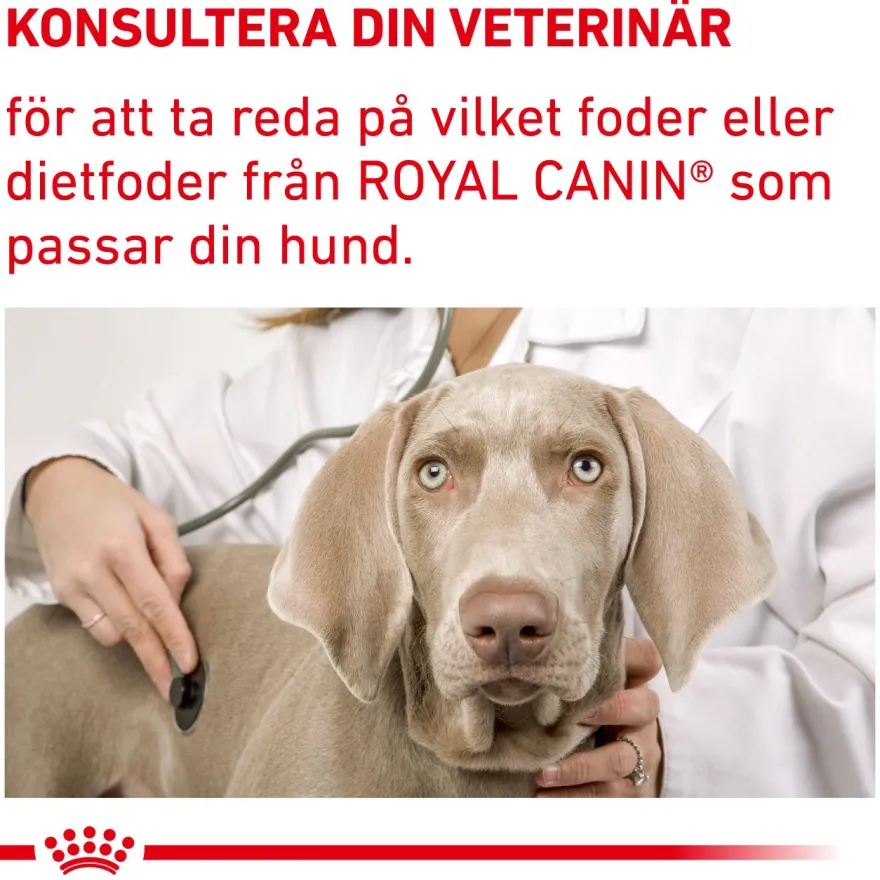 Kastrert Adult Large Dog Tørrfôr for hunder 12 kg