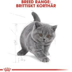 Kattekattunge Britisk korthår 2 kg
