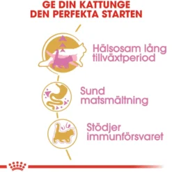 Katterase Maine Coon kattunge 10 kg