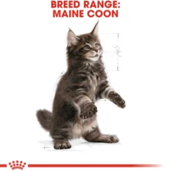 Katterase Maine Coon kattunge 10 kg