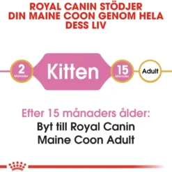 Katterase Maine Coon kattunge 10 kg