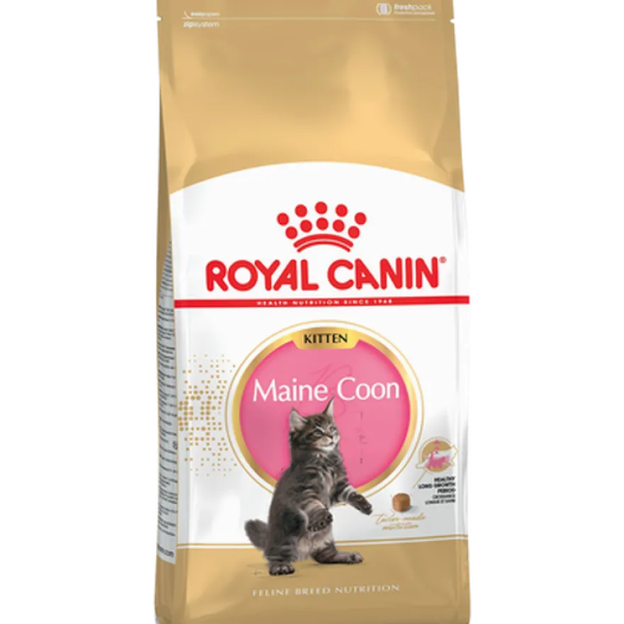 Katterase Maine Coon kattunge 10 kg