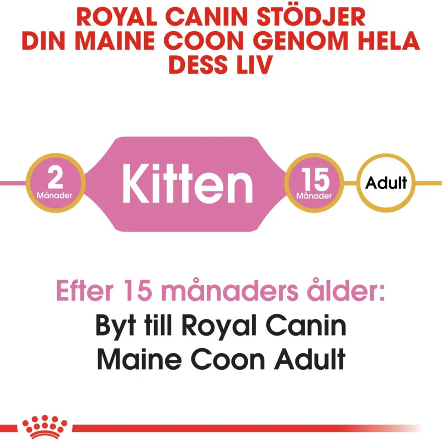 Katterase Maine Coon kattunge 2 kg