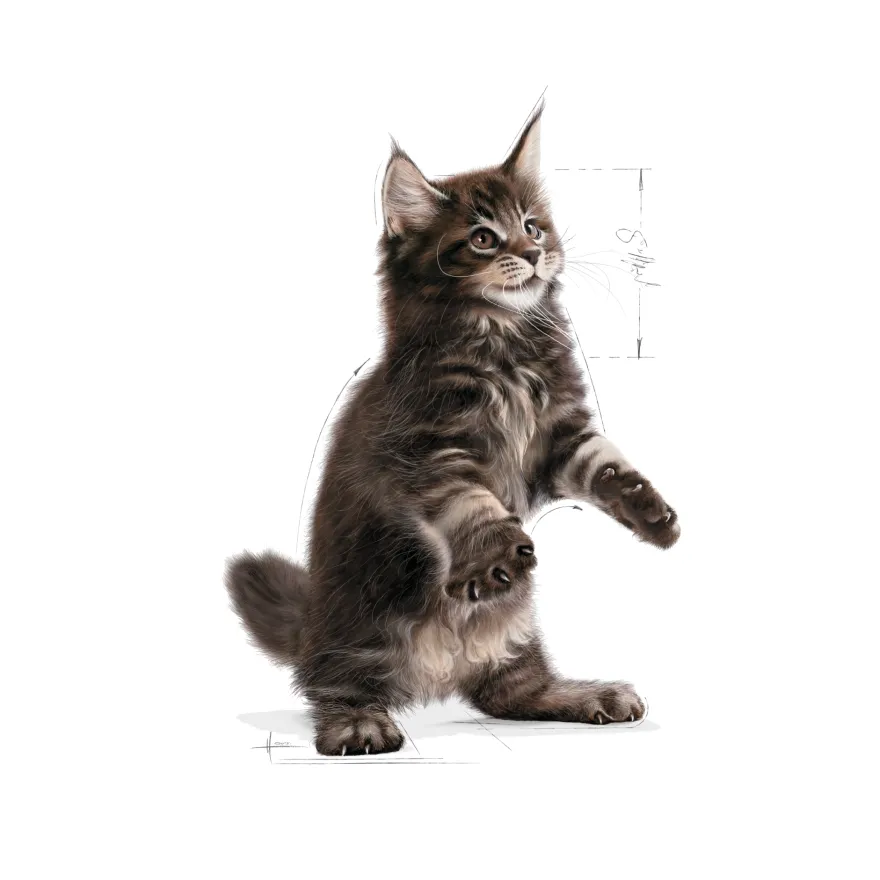 Katterase Maine Coon kattunge 2 kg