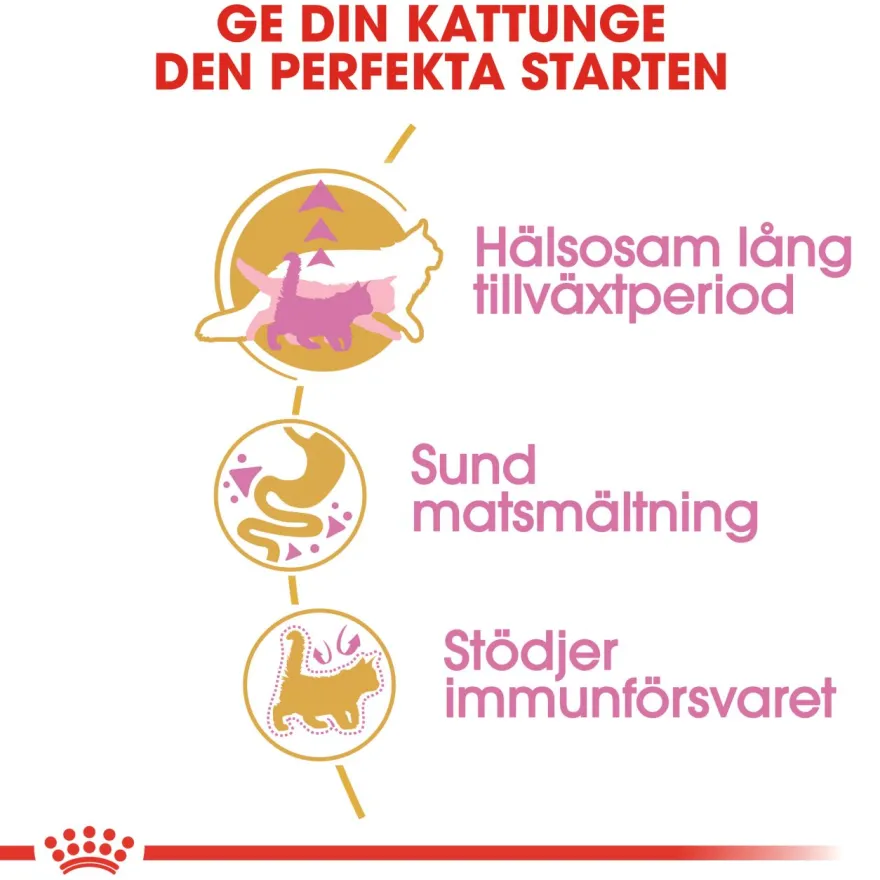 Katterase Maine Coon kattunge 2 kg