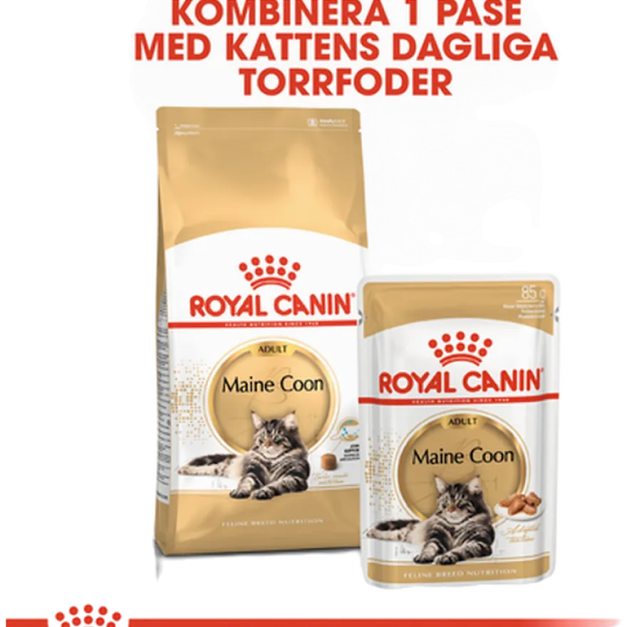 Katterasen Maine Coon 4 kg