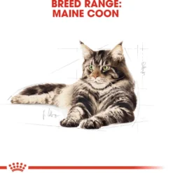 Katterasen Maine Coon 4 kg