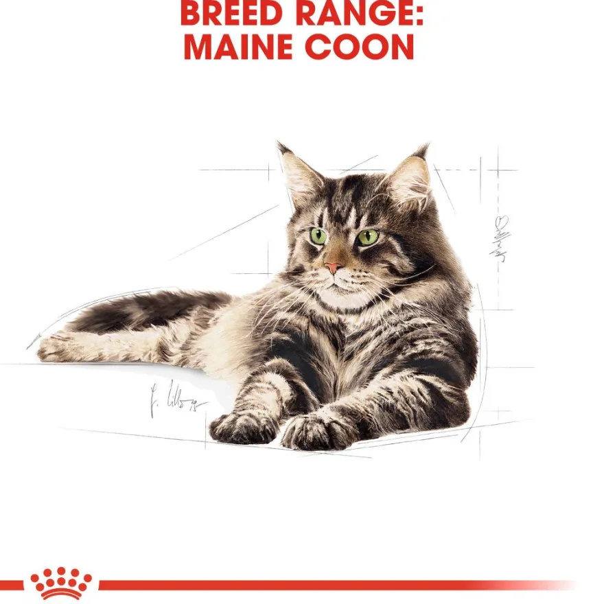 Katterasen Maine Coon 4 kg