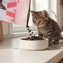 Kitten All Breed kylling 2 kg