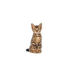 Kitten Sterilised Tørrfôr for kattunger 400 g