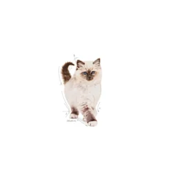 Kitten Tørrfôr for kattunger 400 g