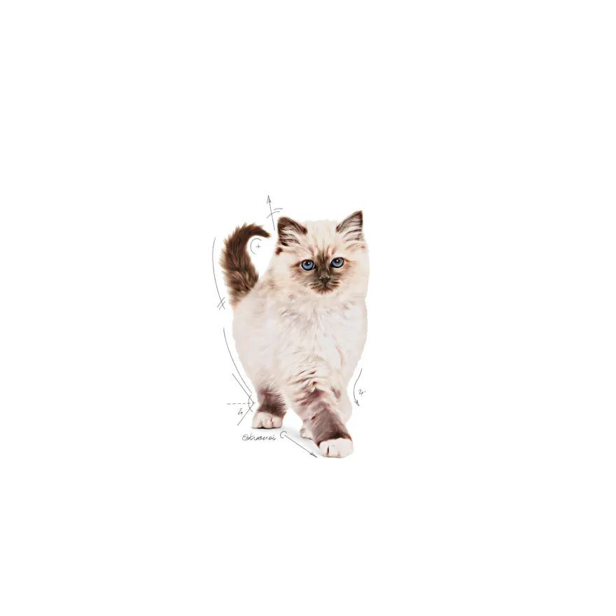 Kitten tørrfôr for kattunger 4 kg