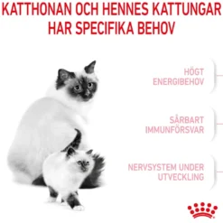 Mother & Babycat tørrfôr til katter og kattunger 2 kg