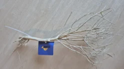 Mousse Tree 20-30 Cm