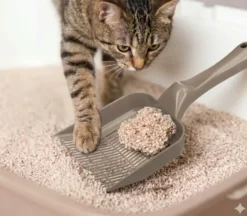 My Favourite Cat Kattesand Softgrass 10 L