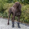 Paw Protection Walker Active Long