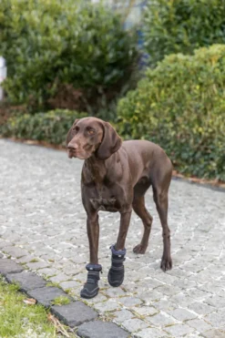 Paw Protection Walker Active Long