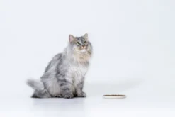 Petgood Insektbasert fullfôr til voksne katter 2 kg