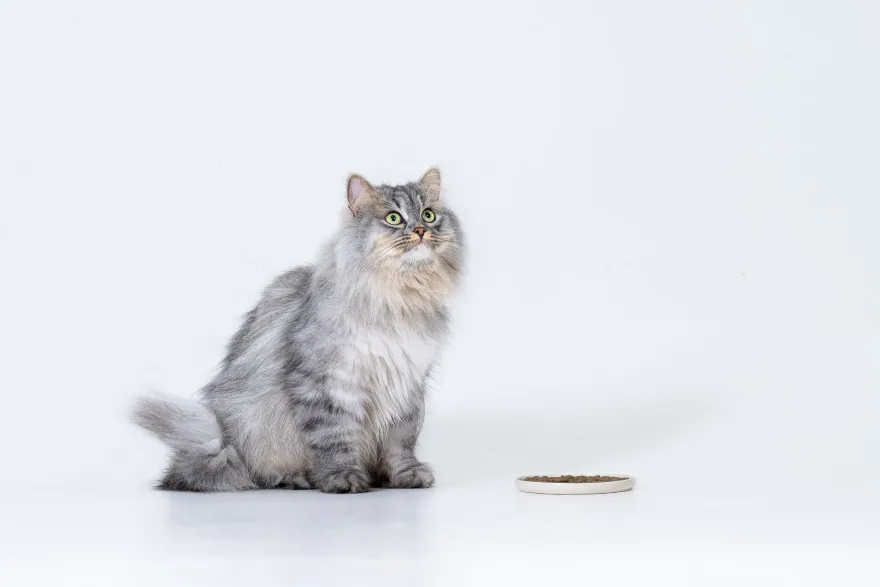Petgood Insektbasert fullfôr til voksne katter 2 kg