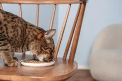 Petgood Insektbasert fullfôr til voksne katter 2 kg