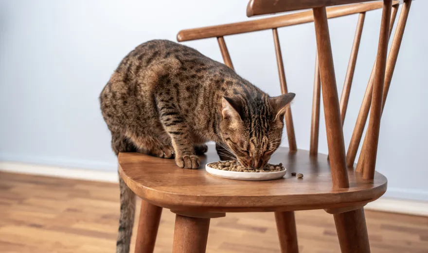 Petgood Insektbasert fullfôr til voksne katter 5 kg