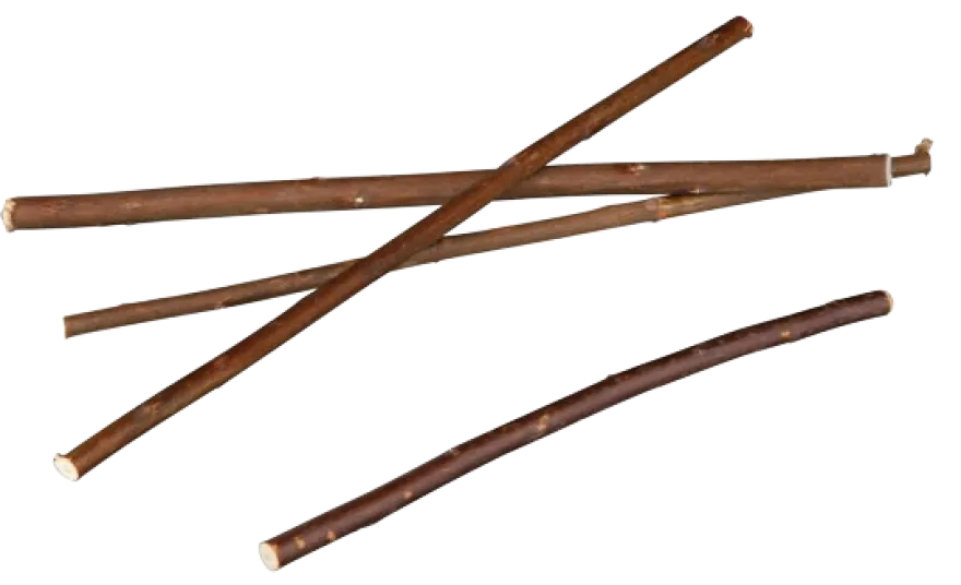 Pilkvister, 18 cm, 20stk