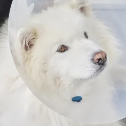 Postoperativ knapp, for hund