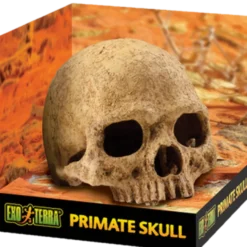 Primatkranium - Sikkert gjemmested Beige 15 cm