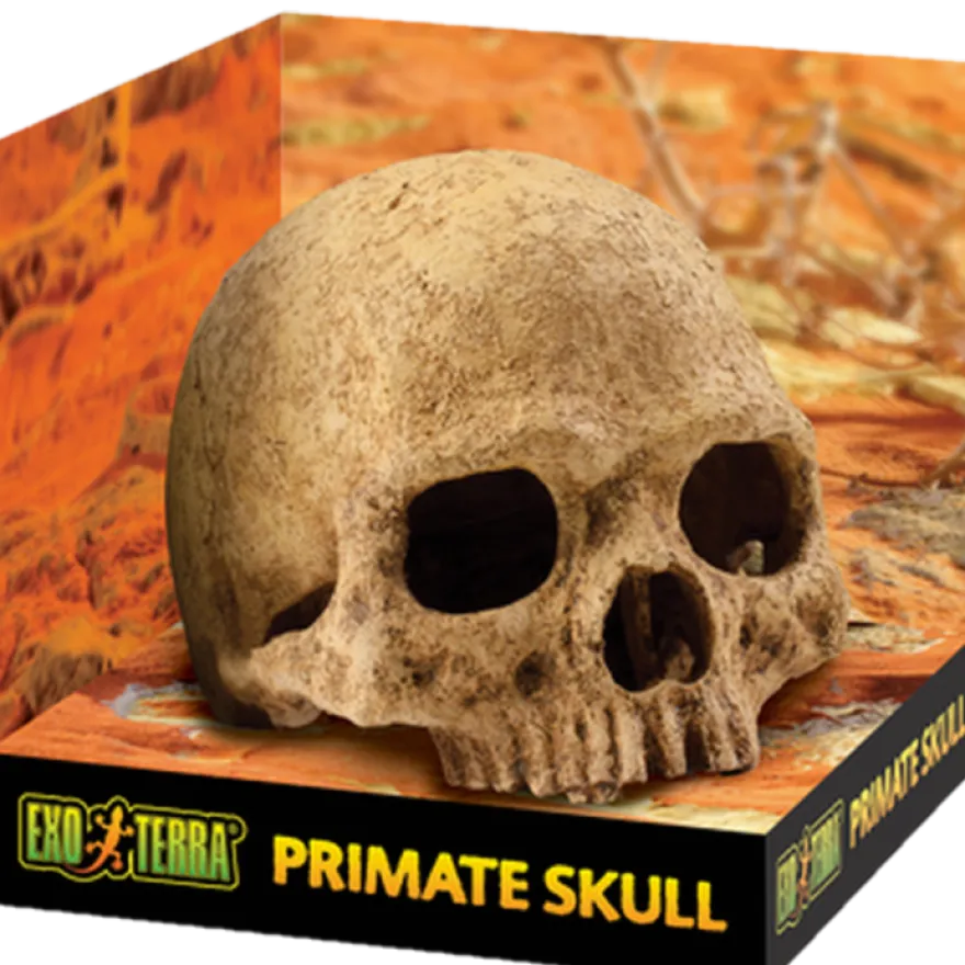 Primatkranium - Sikkert gjemmested Beige 15 cm