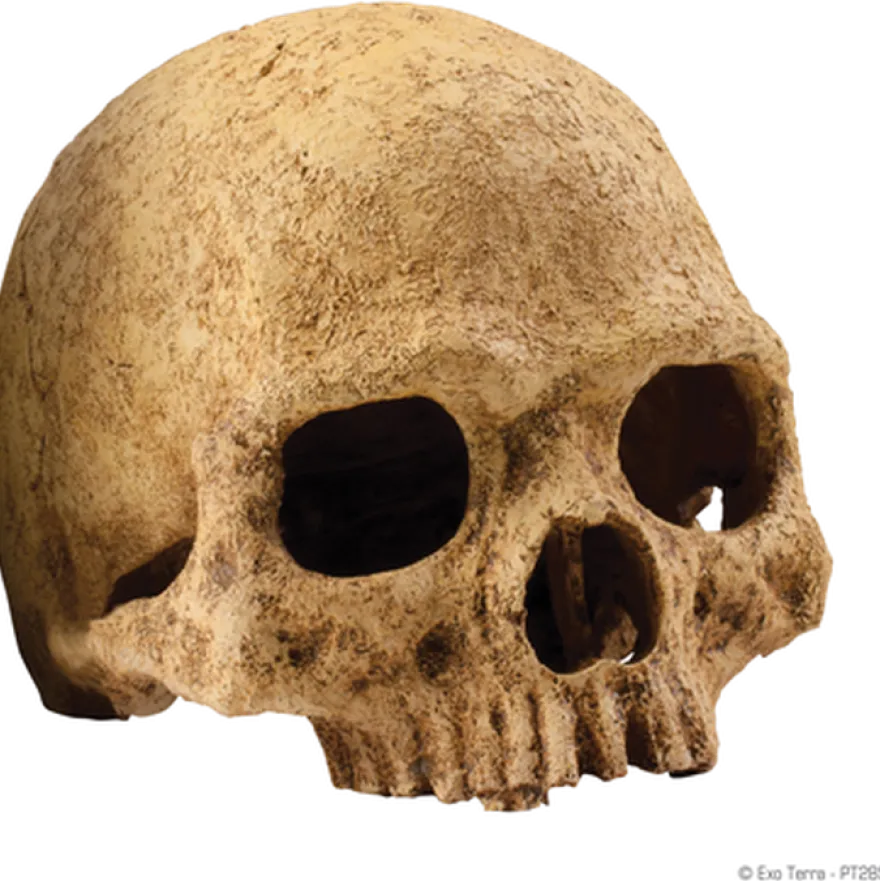 Primatkranium - Sikkert gjemmested Beige 15 cm