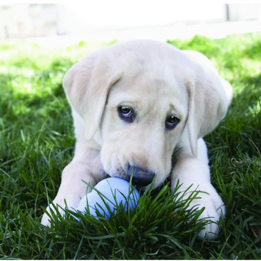 Puppy Snacks Dog Treat