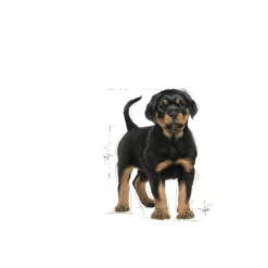 Rottweiler valp tørrfôr for valp 12 kg