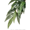 Rucus (Silk) - Hanging Rainforest/Jungle Plants