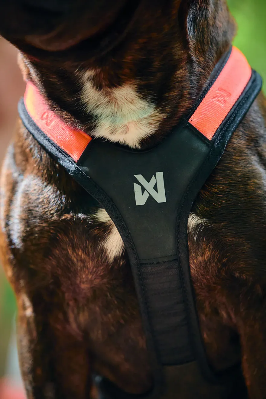 Rush harness Nr 7 black/orange
