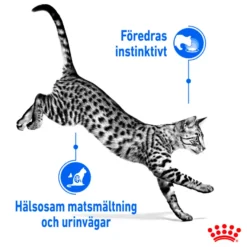 Sterilisert innendørssaus 12x85 g