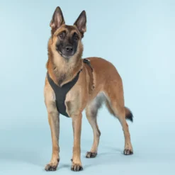 Visibility Harness Dark XS